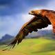 Самая большая летающая птица в мире Самая высокая птица в мире