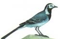 Перелетные и неперелетные птицы: описание и отличия Ворона какая птица перелетная или зимующая