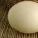Страусиное яйцо: вес, особенности, как несутся птицы