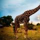 Жирафы: внешний вид, чем питается, максимальная скорость животного