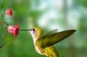 Где обитает колибри в южной америке