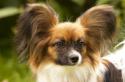 Фавориты французских монархов — порода собак папийон «бабочка»: описание и характеристика