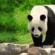 Где живут панды Большая бамбуковая панда