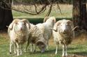 Как выглядят ягнята разных пород овец