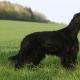 Британский квартет легавых — собака сеттер: описание и характеристика видов породы