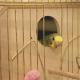 Волнистые попугаи: размножение