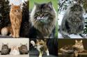 Кошки всех пород с фотографиями, названиями и особенностями характера