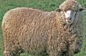 Советский меринос: характеристика продуктивности тонкорунных овец и особенности ухода за ними