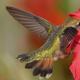 Фото колибри - размножение калибри