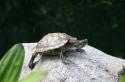 Уход за сухопутной черепахой в домашних условиях Чем кормить сухопутная черепаха содержание и уход