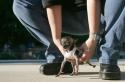 Собака Туди — самая маленькая в мире: описание и цена