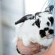 Понос у кроликов: причины и лечение в домашних условиях