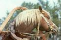 Лошади тяжеловозных пород Русская тяжеловозная порода лошадей характеристика