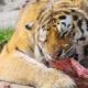 ﻿ Животное тигр описание, анатомия, образ жизни