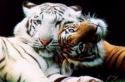 Тигр с черным пигментом Все виды тигров в мире