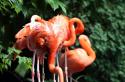 Фламинго (птица): краткое описание, особенности и интересные факты