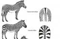​35 интересных и удивительных фактов о зебрах Как называется самец зебры