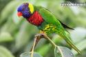 Образ жизни и среда обитания попугая лори