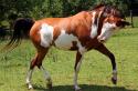 Десятка самых красивых пород лошадей