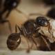 Образ жизни и среда обитания муравья