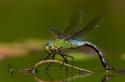 Чем питаются стрекозы? Стрекоза насекомое. Описание, особенности, виды, образ жизни и среда обитания стрекозы Стрекоза дедка обыкновенный
