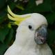 Попугай розовый какаду. Белый какаду попугай. Образ жизни и среда обитания белого какаду. Поведенческие проблемы какаду