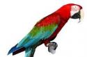 Общая характеристика попугаев ара
