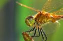 Чем питаются стрекозы и их личинки В каких средах жизни обитает стрекоза