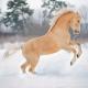 Соловая масть. Соловая лошадь. Описание, виды, уход и цена соловой лошади. Об оттенках соловых лошадей