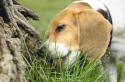 Зачем собака ест траву: причины явления и действия хозяина при них Собака съела траву и ее вырвало