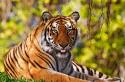 Тигр — описание, ареал, подвиды, питание, поведение и размножение Тигр описание животного