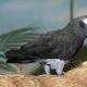 Жако - одни из самых умных видов попугаев Жако характер