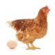 Нужен ли петух, чтобы курица снесла яйцо